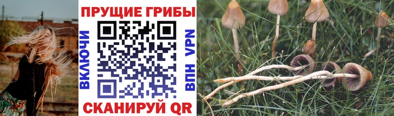 Галлюциногенные грибы Magic Shrooms  Купить где  Морозовск 